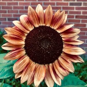 Meet your Posher, Hailey